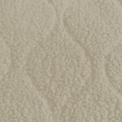 Teddy Fleece Bonded Polar Fleece: Sự thoải mái vô song